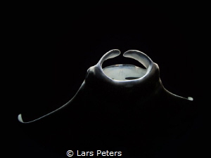 Manta's approaching by Lars Peters 